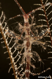 Skeleton Shrimps by William Loke 